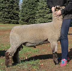 Begalka Sire