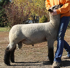 Begalka Sire