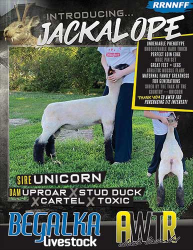 Jackalope